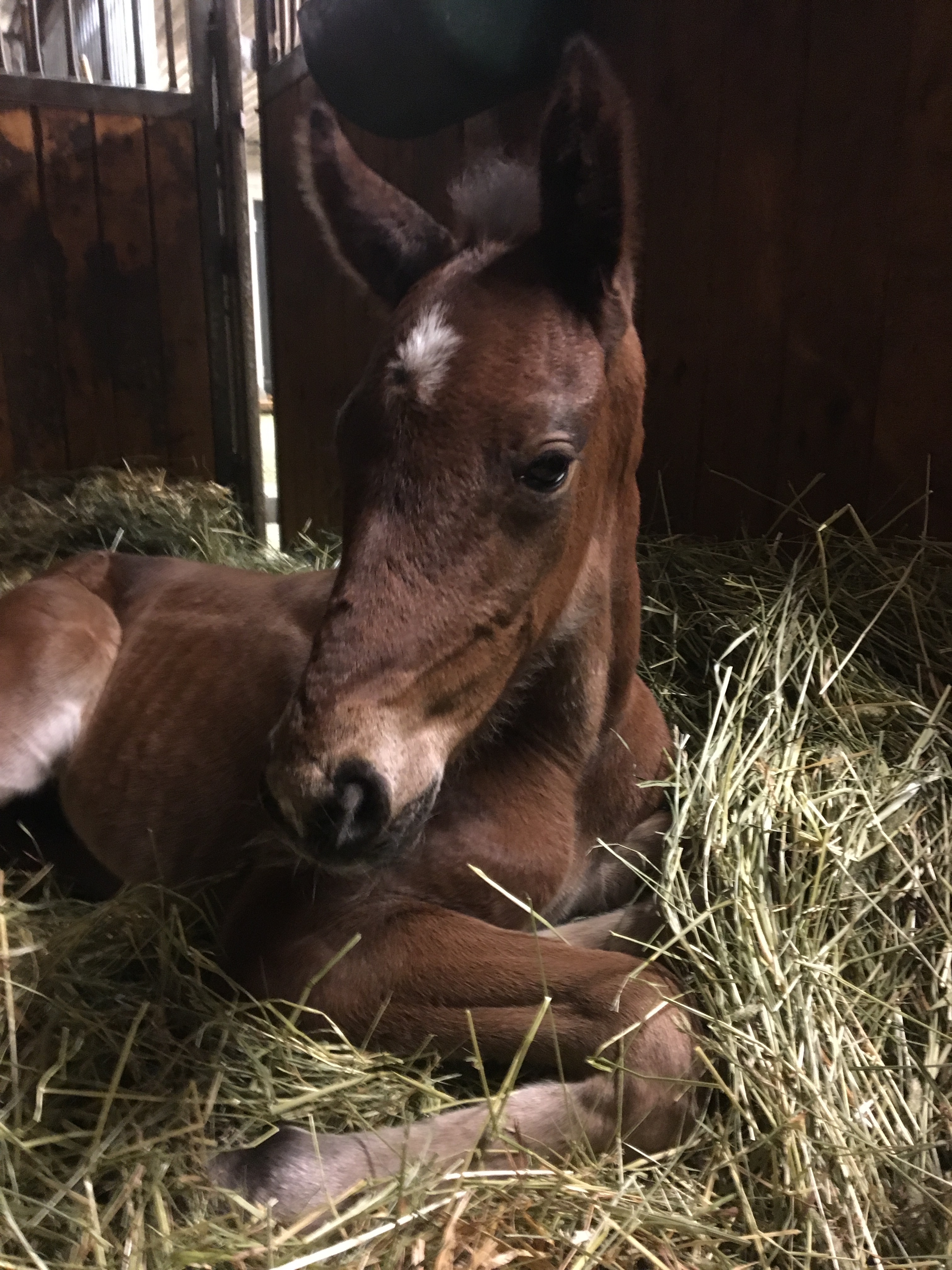 Kiara Kiss som fölunge