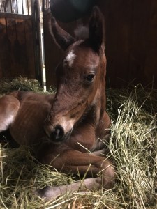 Kiara Kiss som fölunge