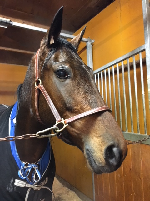 Crystal Kiss travhäst